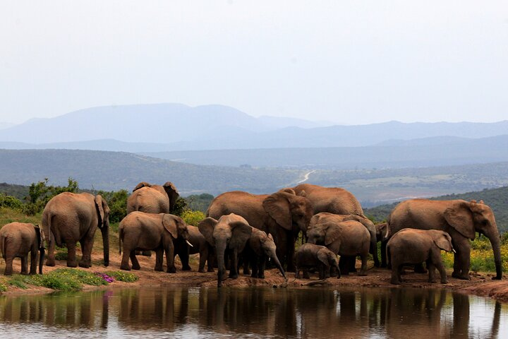 Addo Elephant Full Day Safari with a Traditional South African Braai (BBQ) Lunch - Photo 1 of 15